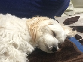 睡眠とアロマ