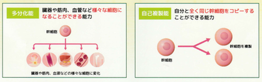 幹細胞の能力と仕組み
