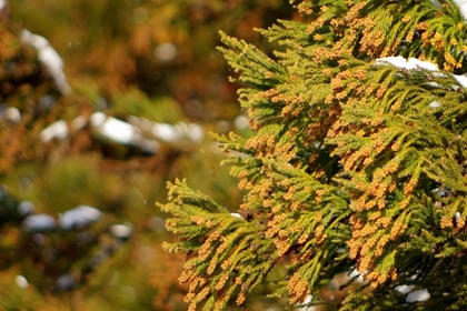 花粉もそろそろ、目や鼻の不調とお肌の不調の春です。