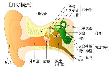 必ず衰える耳や目の機能をできるだけ長く調子よくいたいと思う方へ