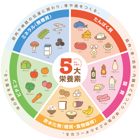 カラダの仕組みー食べたものが体の中でどういう風に栄養素として取り込まれているの