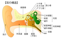 必ず衰える耳や目の機能をできるだけ長く調子よくいたいと思う方へ