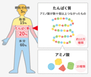 カラダの仕組みーたんぱく質からアミノ酸に分解