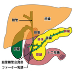 カラダの仕組みー膵臓の働きってインスリンだけじゃない