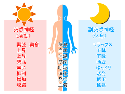 自律神経はどうなっているの？