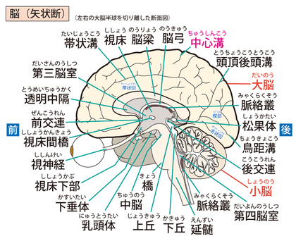 メラニン抑制効果もある松果体の働き