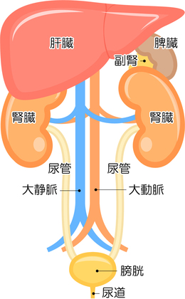 副腎の働き